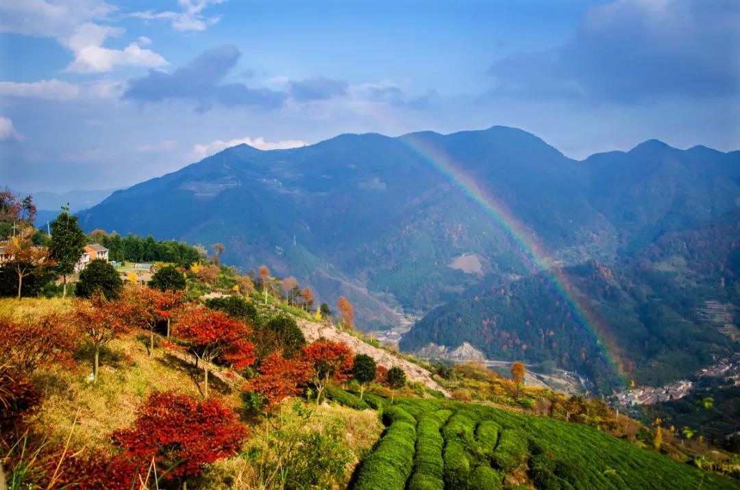 【茅镬覓秋色】尋茅镬古樹群 ，覓四明山(shān)秋...